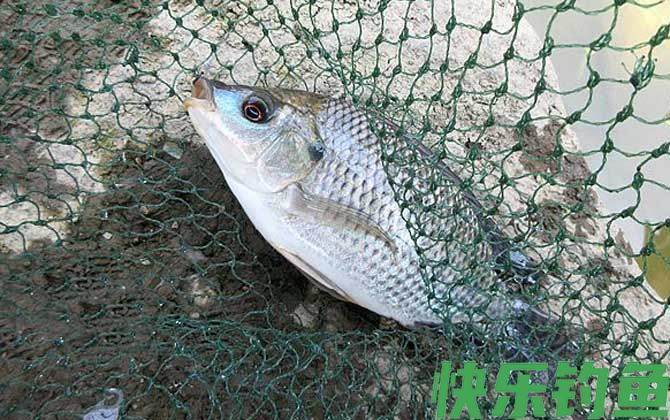 钓罗非鱼