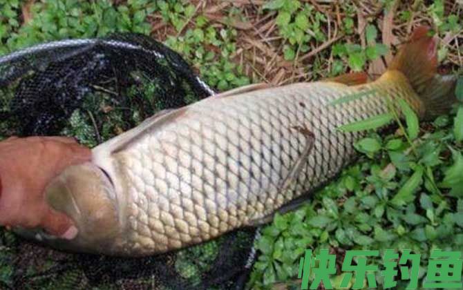 长杆短线钓大鱼