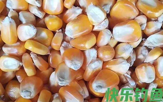 玉米钓鱼