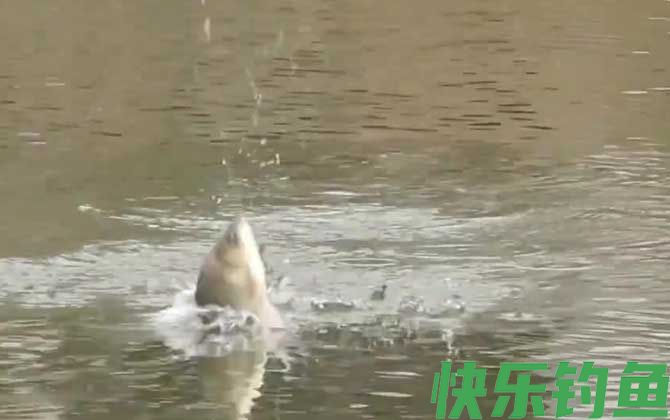 钓鱼