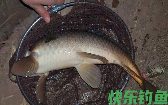 钓鱼