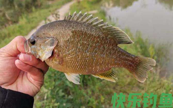 钓太阳鱼