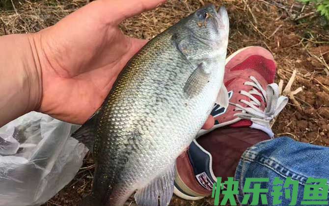 钓鲈鱼