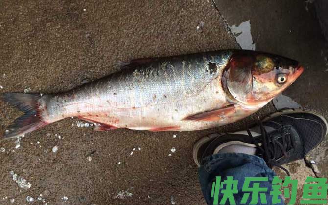 钓鲢鳙