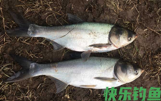 钓鲢鳙