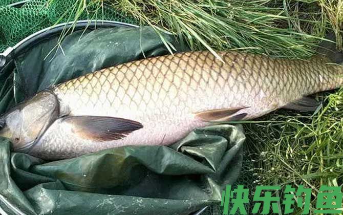 草鱼