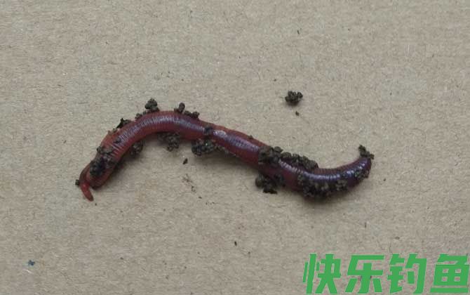蚯蚓钓鱼