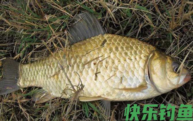 钓鲫鱼