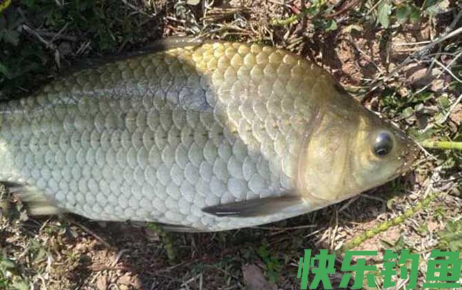 钓鲫鱼