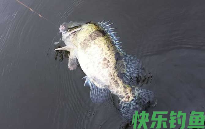 钓鳜鱼