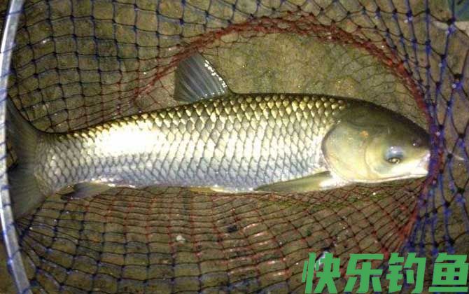 草鱼钓法