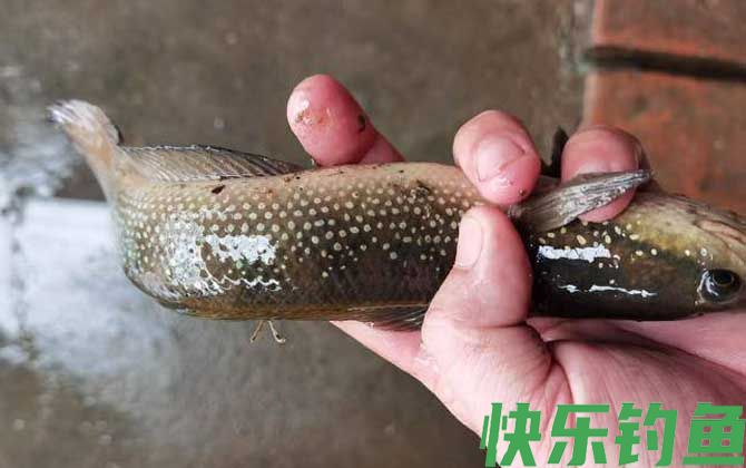 七星鱼