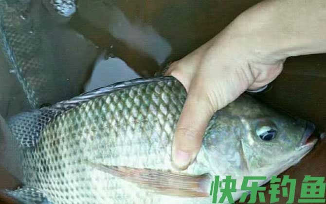 钓大罗非