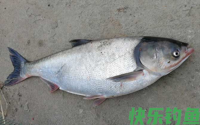 鲢鱼
