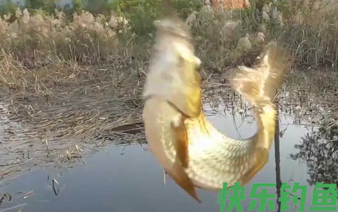 早春钓鱼