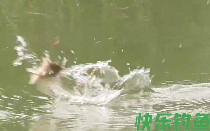 五月钓鱼
