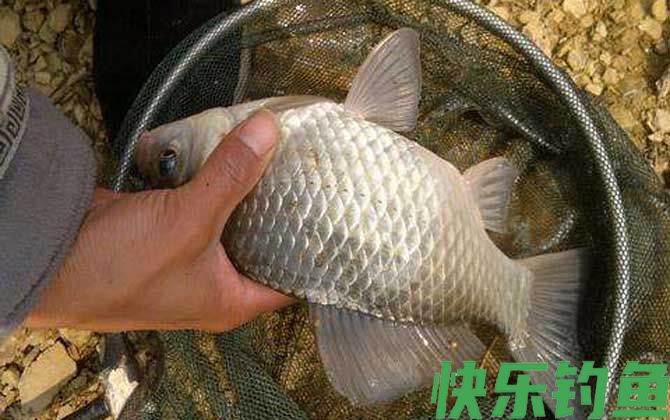 水库钓鲫