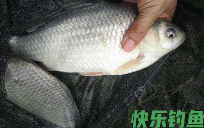 夏天钓鲫鱼