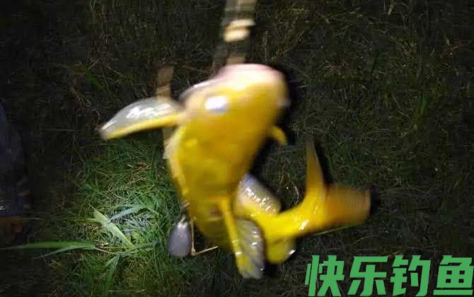 钓黄颡鱼