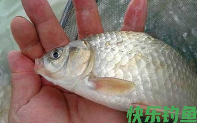 钓鲫鱼
