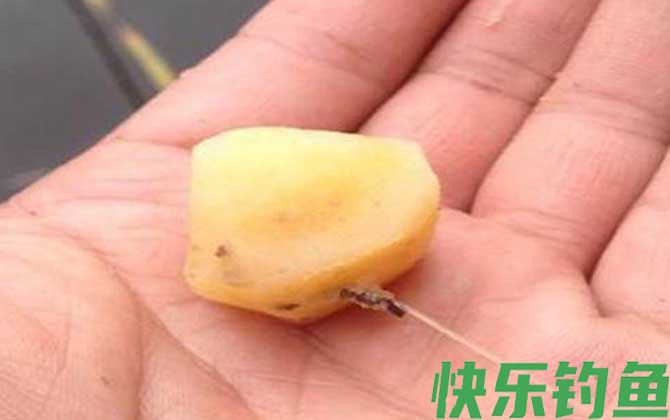 红薯钓鱼