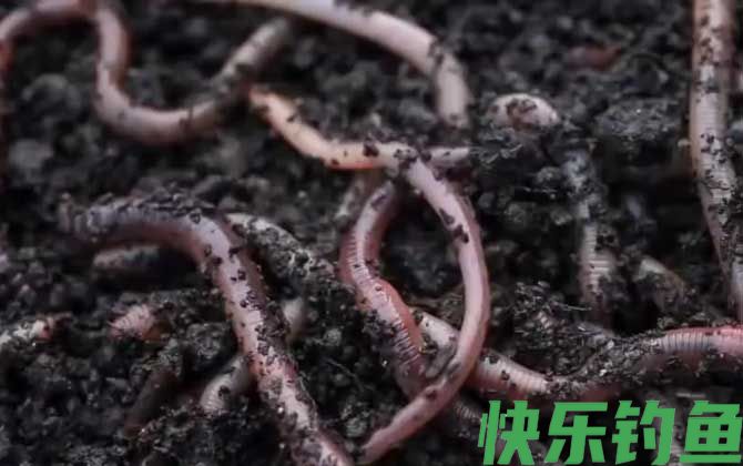 蚯蚓钓鱼