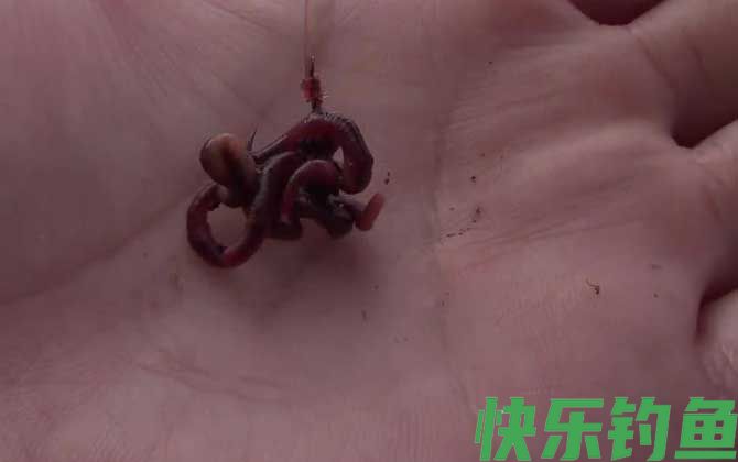 蚯蚓钓鱼