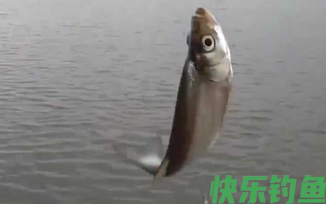白条