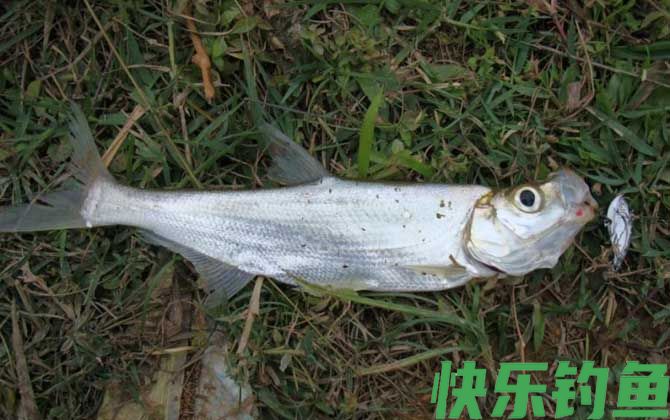 路亚钓法