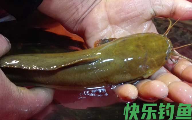 路亚鲶鱼