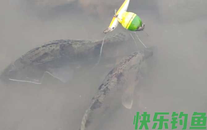 钓鳜鱼