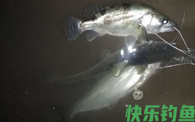钓鳜鱼