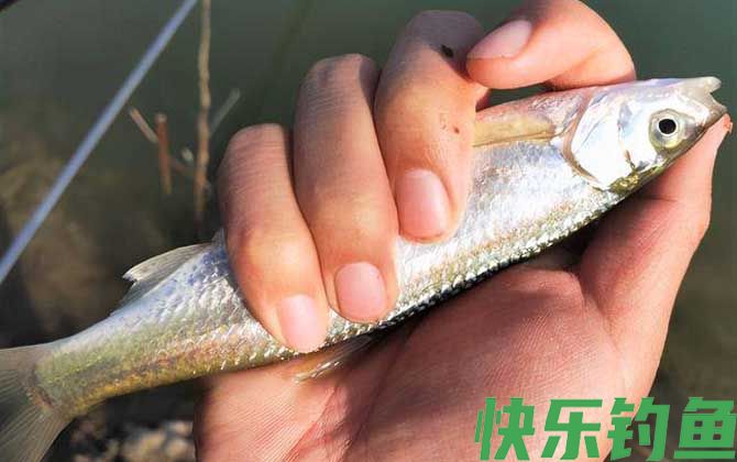 钓白条鱼