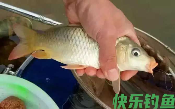 钓鲤鱼不开口怎么办？(图1)