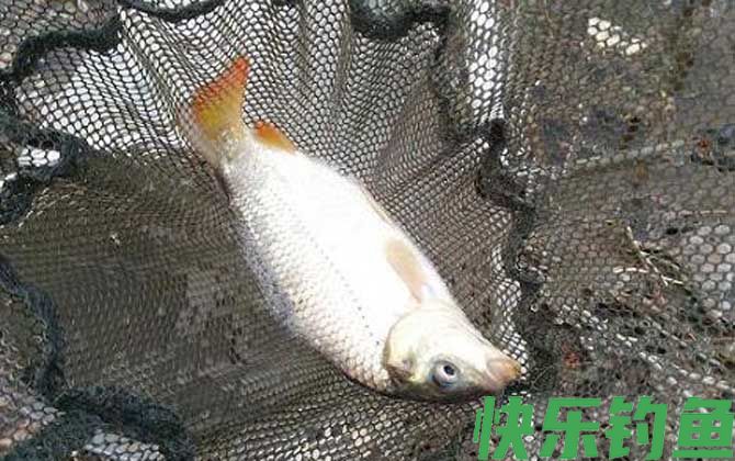 钓鲤鱼不开口怎么办？(图3)