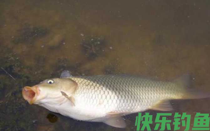 钓鲤鱼不开口怎么办？(图2)