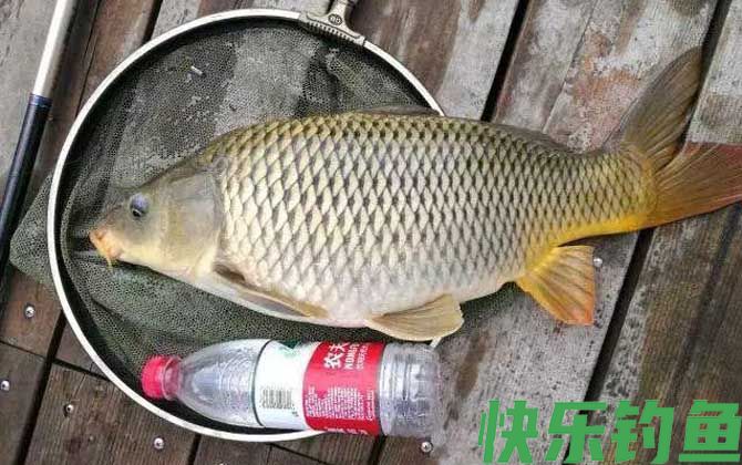 钓鲤鱼不开口怎么办？(图5)