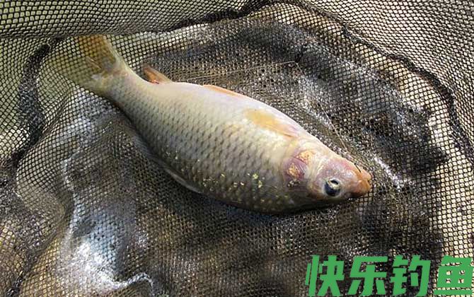 钓鲤鱼不开口怎么办？(图4)