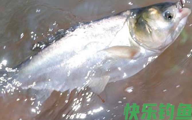 浮钓鲢鳙技巧及注意事项(图2) 浮钓鲢鳙技巧及注意事项(图2)