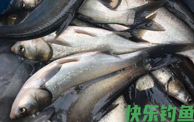 浮钓鲢鳙技巧及注意事项(图3) 浮钓鲢鳙技巧及注意事项(图3)