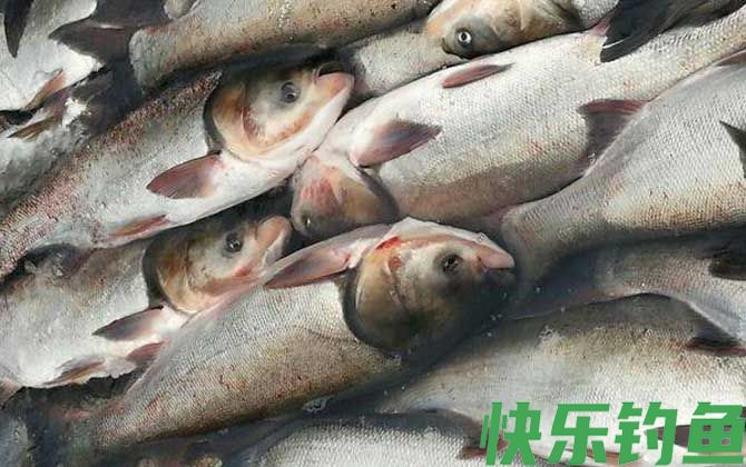 浮钓鲢鳙技巧及注意事项(图4) 浮钓鲢鳙技巧及注意事项(图4)