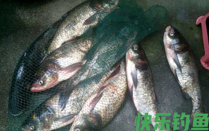 浮钓鲢鳙技巧及注意事项(图5) 浮钓鲢鳙技巧及注意事项(图5)