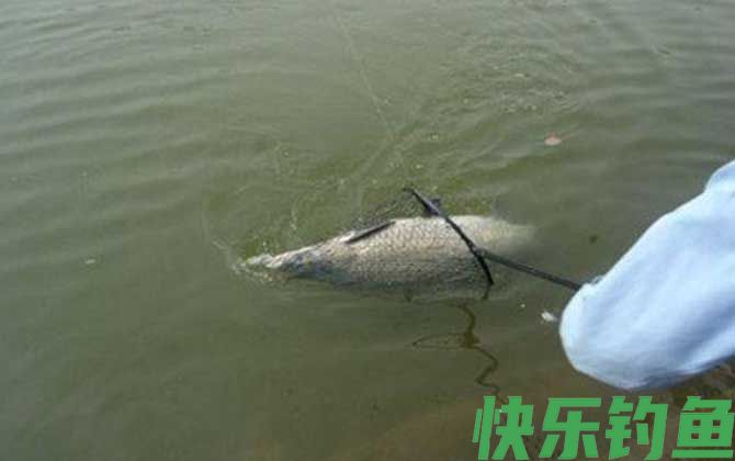 钓青鱼的最佳时间及方法(图1)
