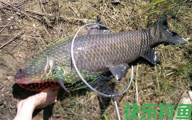 钓青鱼的最佳时间及方法(图2)