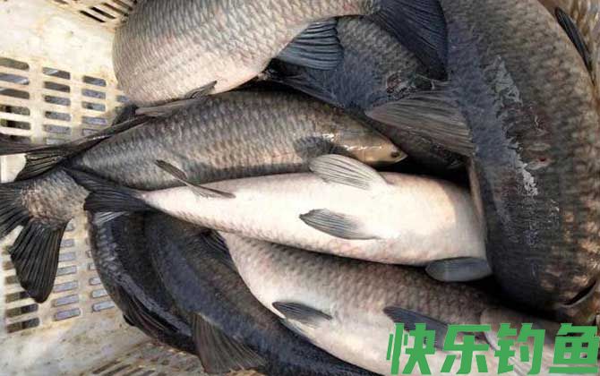 钓青鱼的最佳时间及方法(图3)