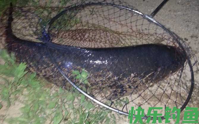 钓青鱼的最佳时间及方法(图5)
