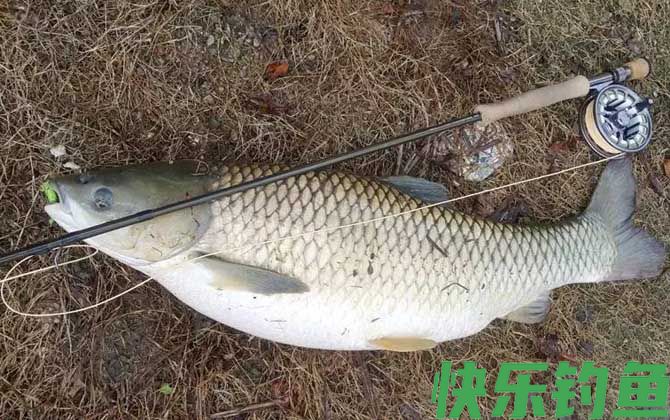 钓青鱼的最佳时间及方法(图4)