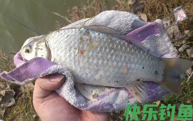 用蚯蚓钓鱼怎样看漂相？(图4)