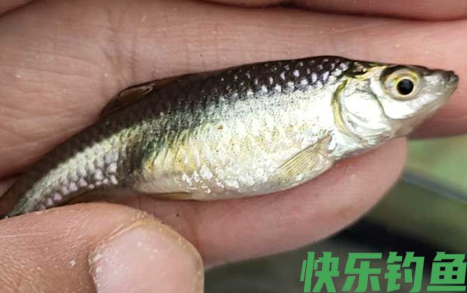 麦穗鱼