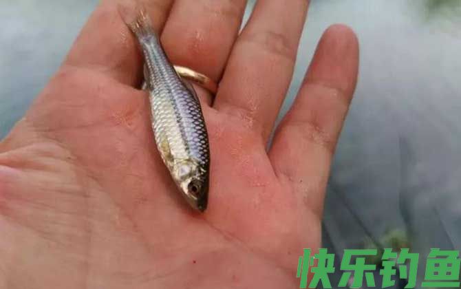 麦穗鱼